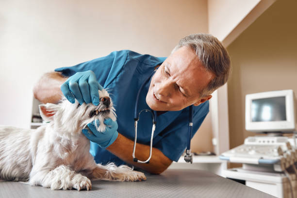 Best Emergency Dental Extractions in Lake Lorelei, OH